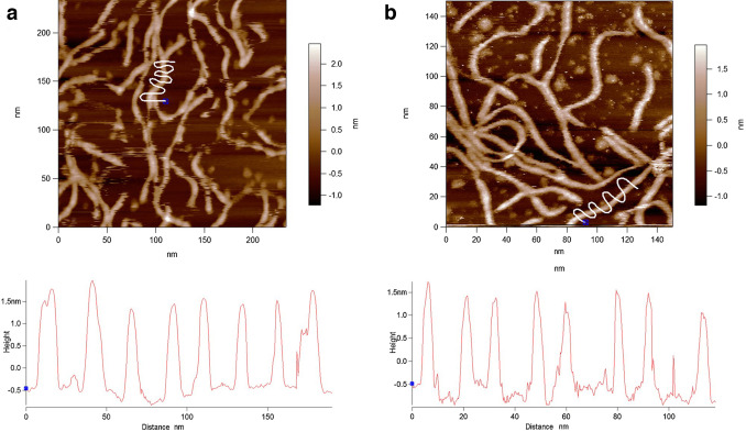 Fig. 1. Early stage images of xanthan on mica in aqueous buffer. (a) Method 1, drop-deposited, imaged in buffer 1. (b) Method 2, in-situ adsorbed from and imaged in buffer 2. Bottom panels: Line profiles depict the heights of the features beneath the white lines in the images.