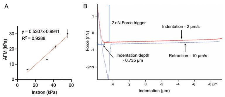 Stiffness Gradient Stiffness Mediated-Mechanosensations of Airway Smooth Muscle Cells ...