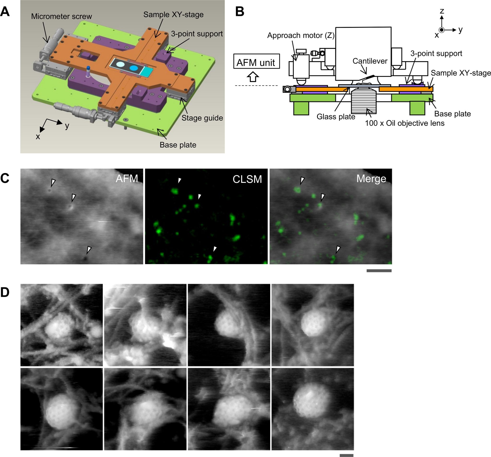 Morphological changes of plasma membrane and protein assembly… – Blog ...