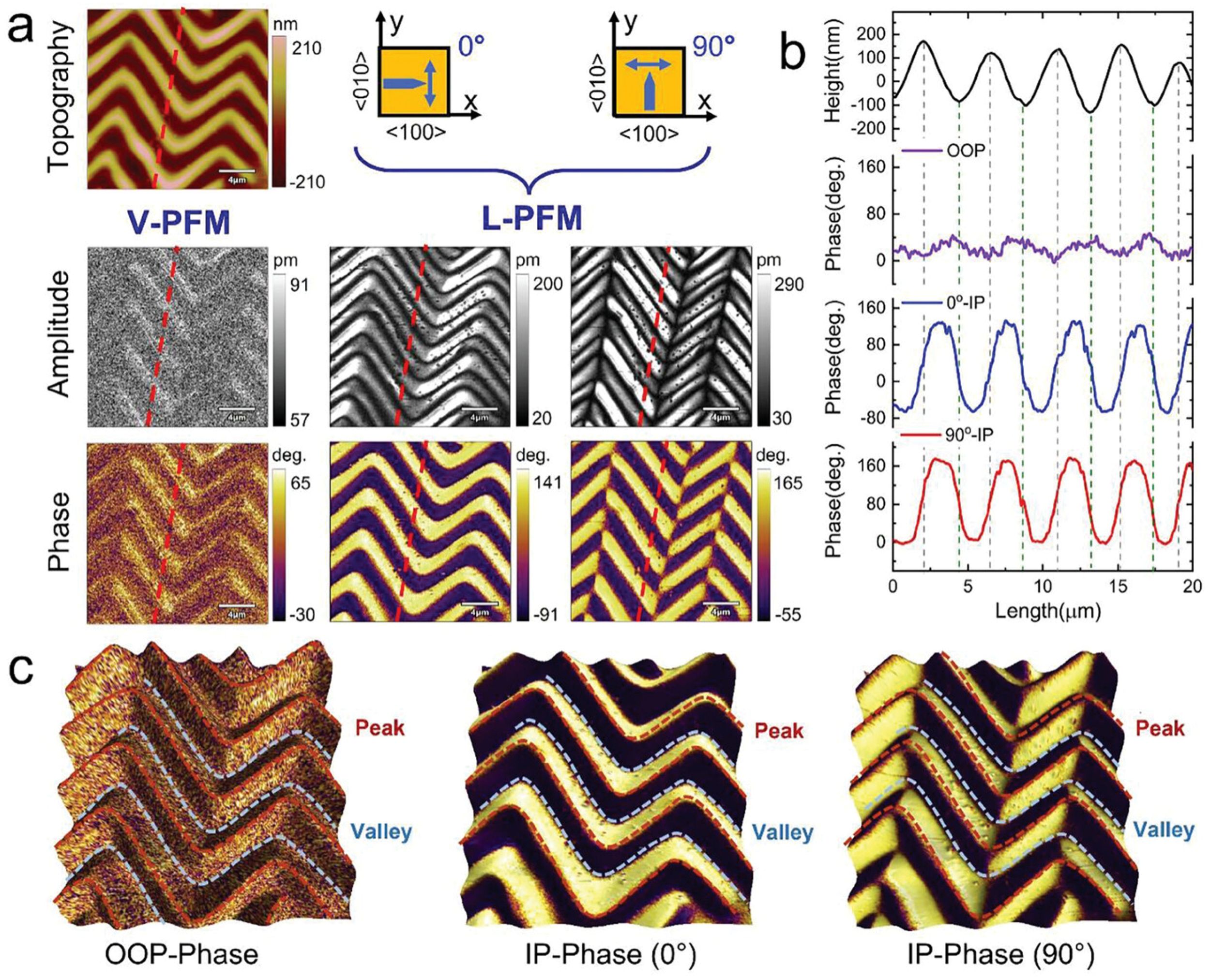Figure 2 from Jie Wang et al. (2024), Ultralow Strain-Induced Emergent Polarization Structures in a Flexible Freestanding BaTiO3 Membrane:Domain structures of zigzag-wrinkled BTO film. a) Topographic image of wrinkled BTO film, giving rise to zigzag pattern. V-PFM and L-PFM amplitude and phase images for two different sample rotation angles of 0° and 90°. b) Line profiles of the height, OOP phase, and IP phase (0° and 90°) data (average over 6 pixels) along the red dotted lines in (a). c) Typical OOP and IP phase images overlapped on 3D morphology. The red and blue dotted curves indicate the position of the peak and valley, respectively. NanoWorld Arrow-EFM conductive AFM probes were used.