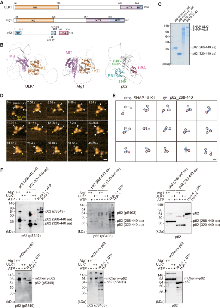 Molecular-dynamics-of-ULK1-and-p62